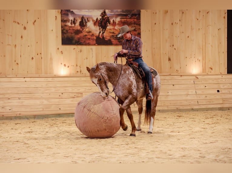 American Quarter Horse Wałach 10 lat 155 cm Ciemnokasztanowata in Needmore