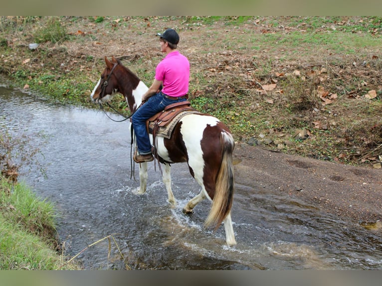 American Quarter Horse Wałach 10 lat 155 cm Ciemnokasztanowata in Rusk TX