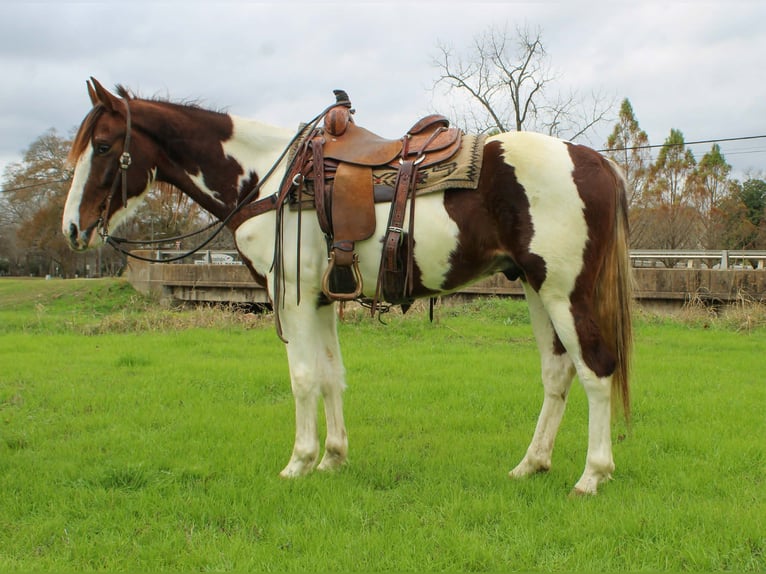 American Quarter Horse Wałach 10 lat 155 cm Ciemnokasztanowata in Rusk TX
