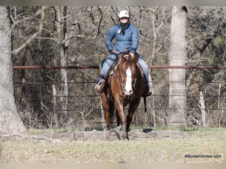 American Quarter Horse Wałach 10 lat 155 cm Ciemnokasztanowata in Weatherford TX