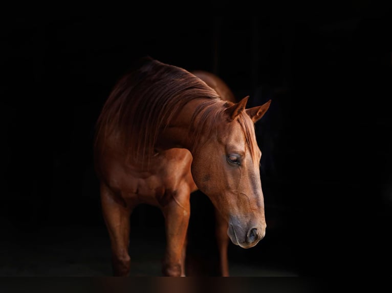 American Quarter Horse Wałach 10 lat 155 cm Cisawa in Quitman