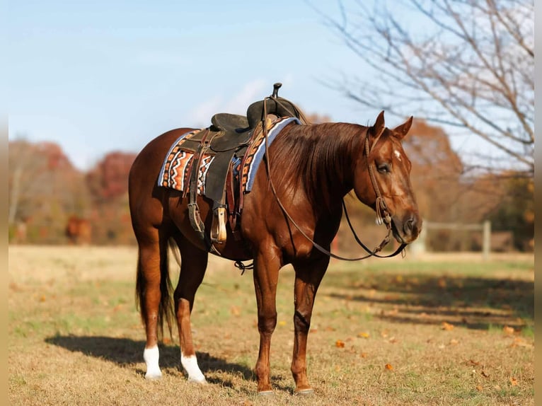 American Quarter Horse Wałach 10 lat 155 cm Cisawa in Quitman