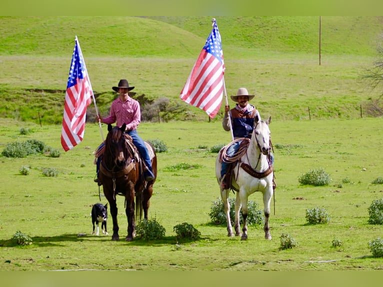American Quarter Horse Wałach 10 lat 155 cm Gniada in Tres Pinos