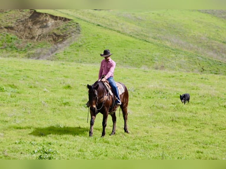 American Quarter Horse Wałach 10 lat 155 cm Gniada in Tres Pinos