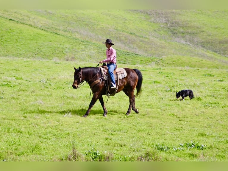 American Quarter Horse Wałach 10 lat 155 cm Gniada in Tres Pinos