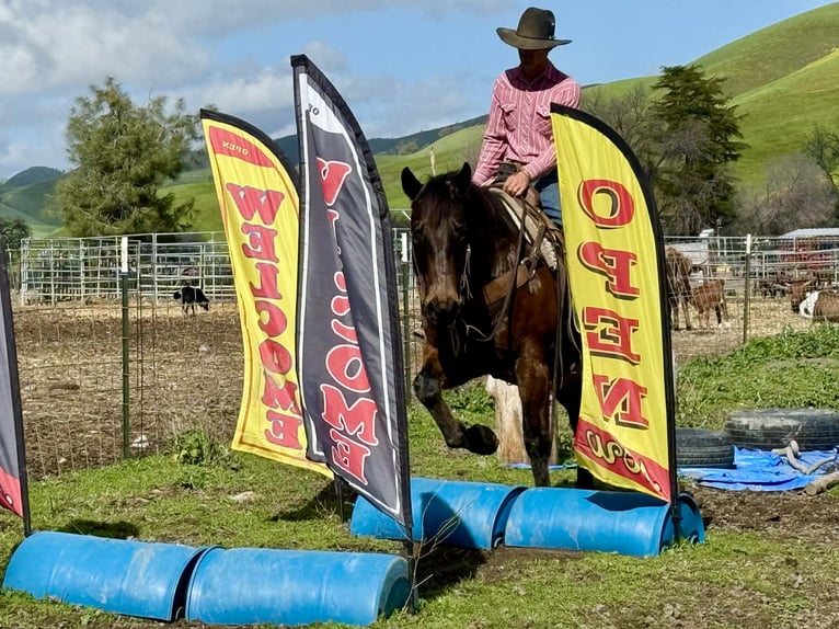 American Quarter Horse Wałach 10 lat 155 cm Gniada in Tres Pinos