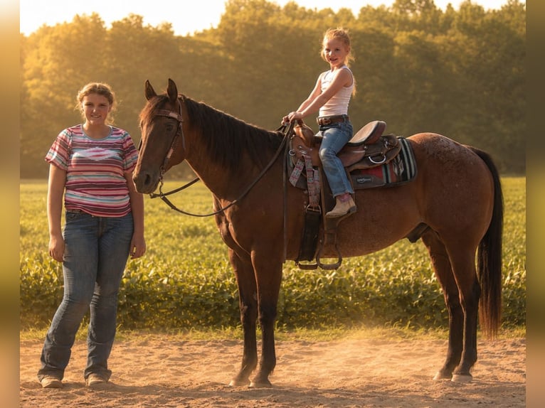 American Quarter Horse Wałach 10 lat 155 cm Gniadodereszowata in Saint Joe