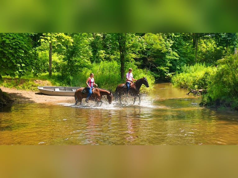 American Quarter Horse Wałach 10 lat 155 cm Gniadodereszowata in Saint Joe