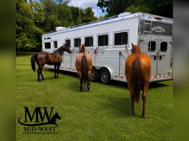 American Quarter Horse Wałach 10 lat 155 cm Gniadodereszowata in Saint Joe