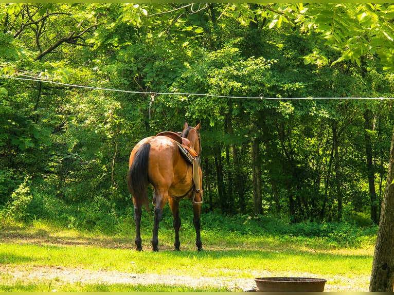 American Quarter Horse Wałach 10 lat 155 cm Gniadodereszowata in Saint Joe