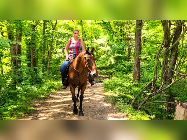 American Quarter Horse Wałach 10 lat 155 cm Gniadodereszowata in Saint Joe