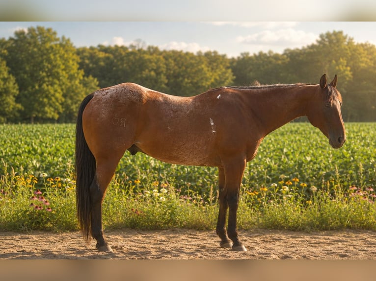 American Quarter Horse Wałach 10 lat 155 cm Gniadodereszowata in Saint Joe