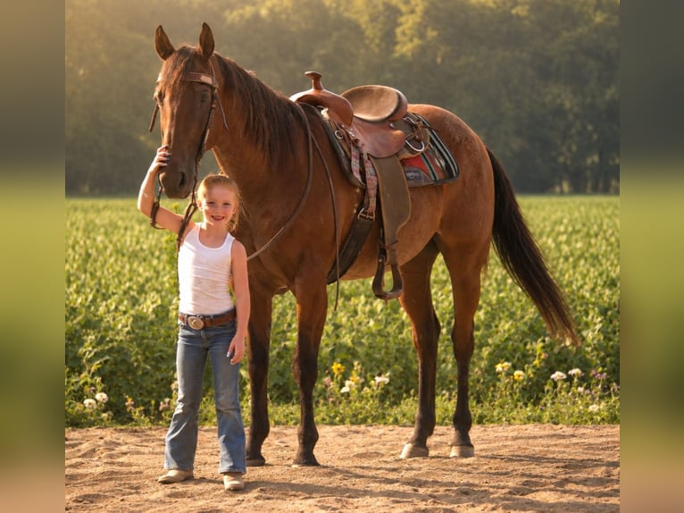 American Quarter Horse Wałach 10 lat 155 cm Gniadodereszowata in Saint Joe