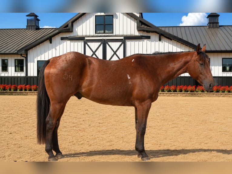 American Quarter Horse Wałach 10 lat 155 cm Gniadodereszowata in Saint Joe