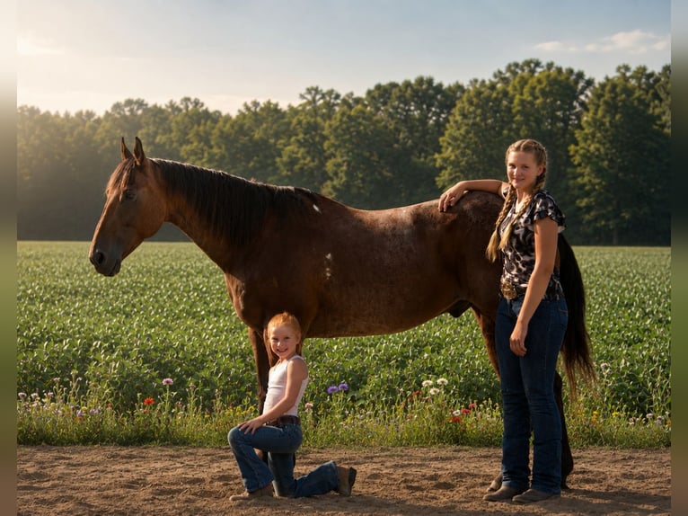 American Quarter Horse Wałach 10 lat 155 cm Gniadodereszowata in Saint Joe