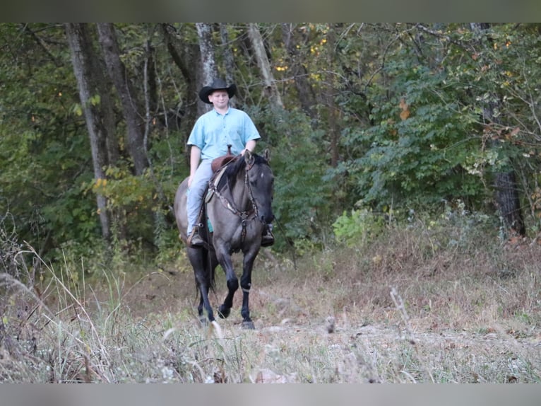 American Quarter Horse Wałach 10 lat 155 cm Grullo in Hillsboro, KY