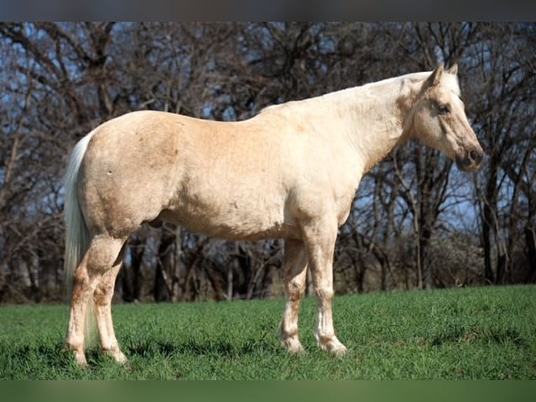 American Quarter Horse Wałach 10 lat 155 cm Izabelowata in Ripley