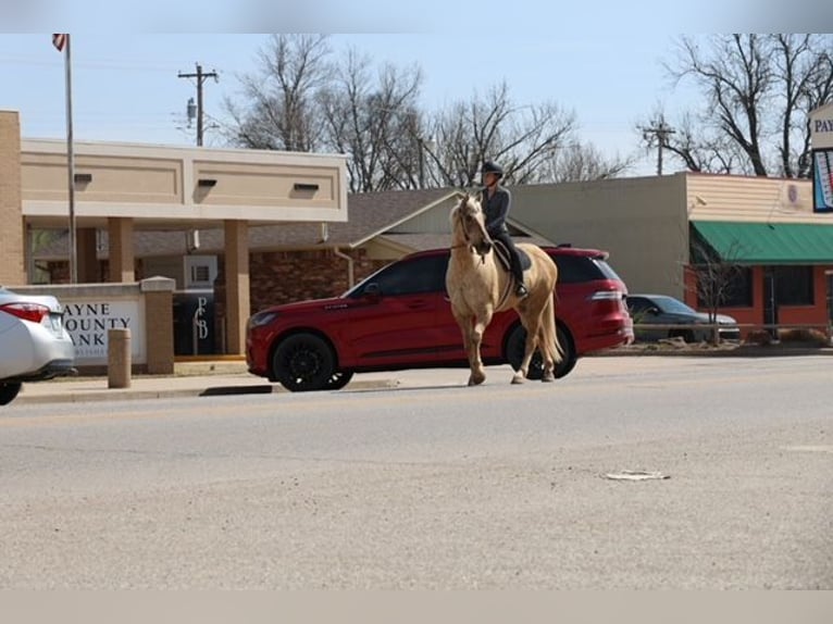 American Quarter Horse Wałach 10 lat 155 cm Izabelowata in Ripley