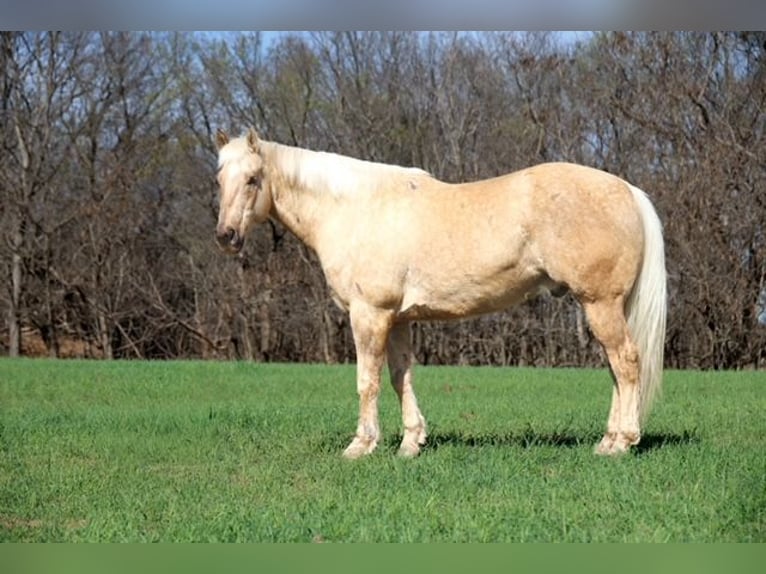 American Quarter Horse Wałach 10 lat 155 cm Izabelowata in Ripley