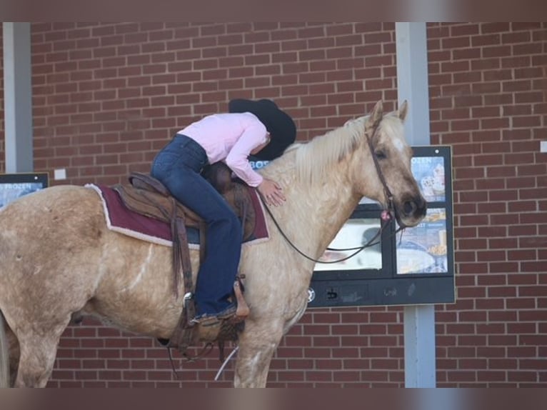 American Quarter Horse Wałach 10 lat 155 cm Izabelowata in Ripley