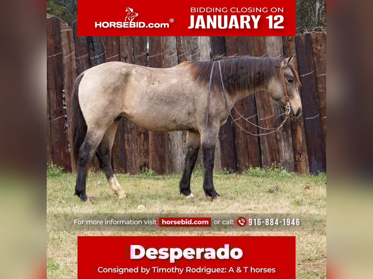 American Quarter Horse Wałach 10 lat 155 cm Jelenia in Palmer