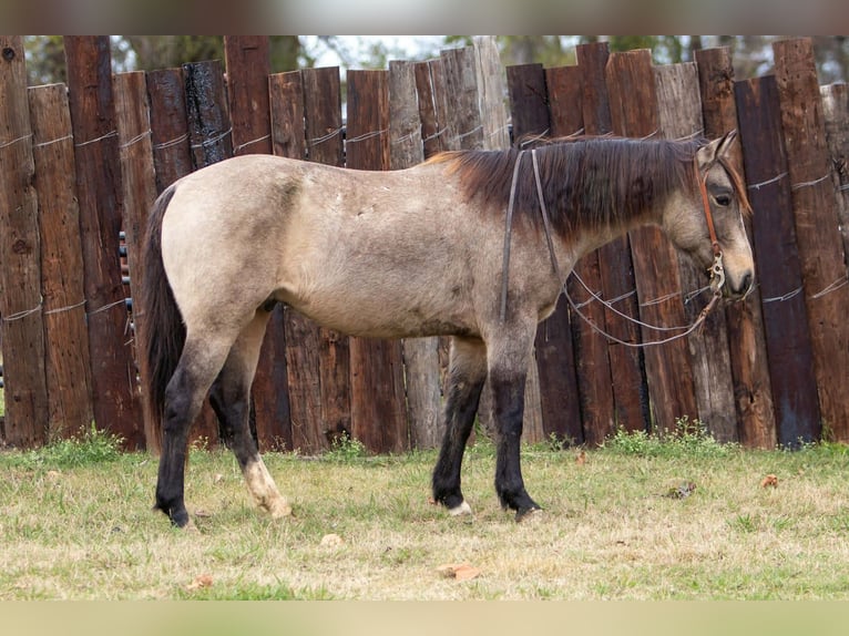American Quarter Horse Wałach 10 lat 155 cm Jelenia in Palmer