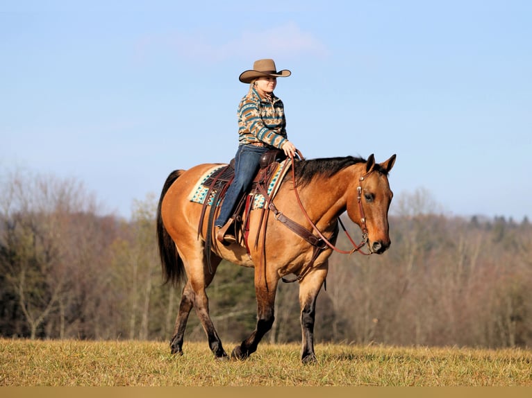 American Quarter Horse Wałach 10 lat 155 cm Jelenia in Clarion