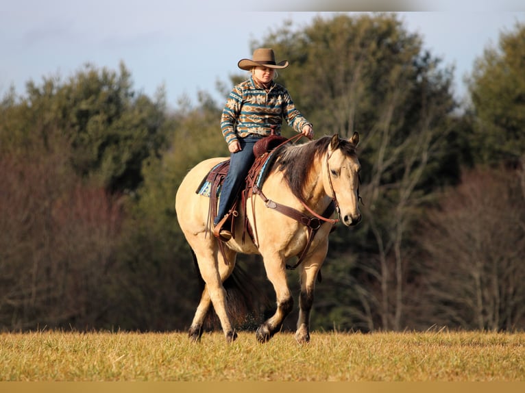 American Quarter Horse Wałach 10 lat 155 cm Jelenia in Clarion