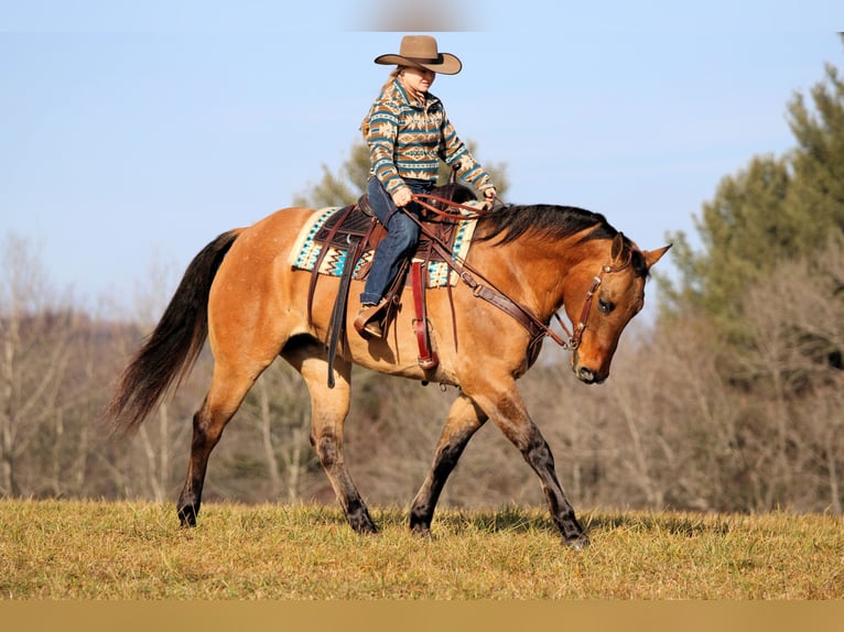 American Quarter Horse Wałach 10 lat 155 cm Jelenia in Clarion