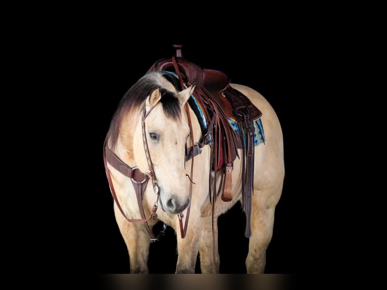 American Quarter Horse Wałach 10 lat 155 cm Jelenia in Clarion