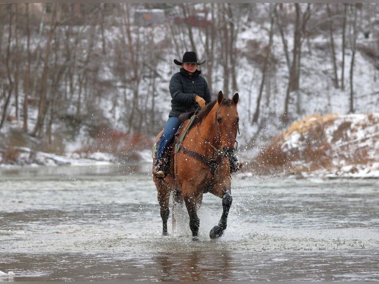 American Quarter Horse Wałach 10 lat 155 cm Jelenia in Clarion