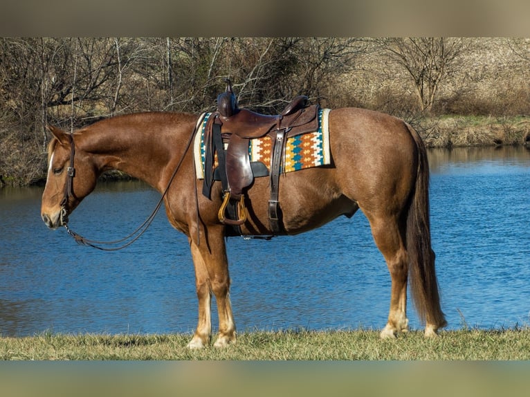 American Quarter Horse Wałach 10 lat 155 cm Kasztanowatodereszowata in Henderson