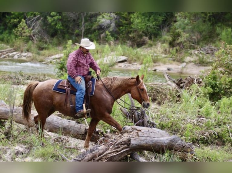 American Quarter Horse Wałach 10 lat 155 cm Kasztanowatodereszowata in Henderson