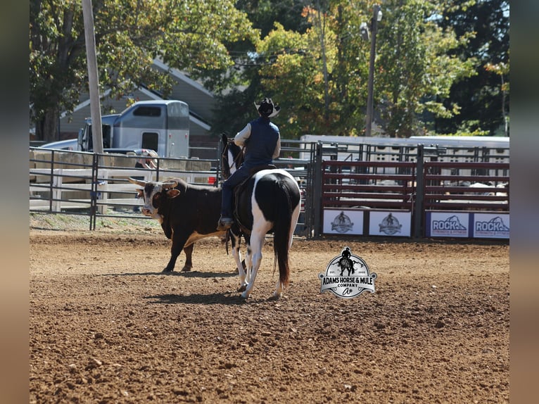 American Quarter Horse Wałach 10 lat 155 cm Tobiano wszelkich maści in Wickenburg