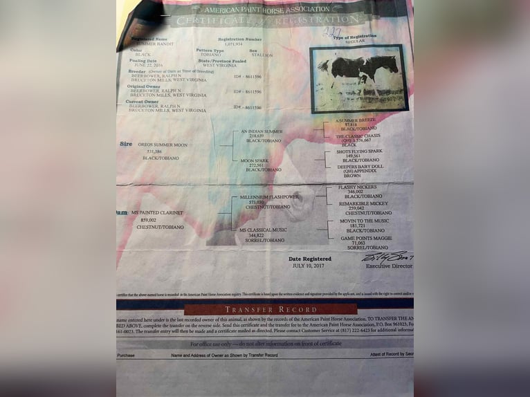 American Quarter Horse Wałach 10 lat 155 cm Tobiano wszelkich maści in Wickenburg