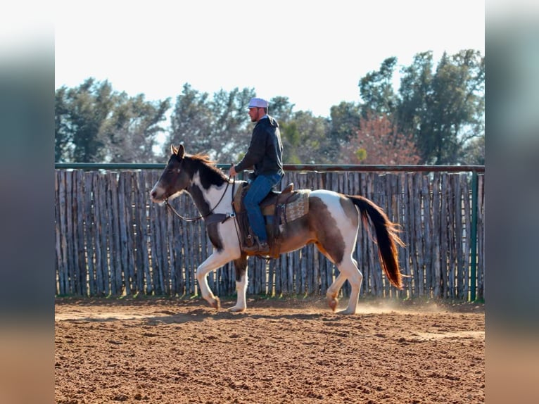 American Quarter Horse Wałach 10 lat 155 cm Tobiano wszelkich maści in Lipan TX