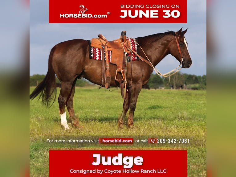 American Quarter Horse Wałach 10 lat 157 cm Ciemnokasztanowata in Mount Vernon, TX