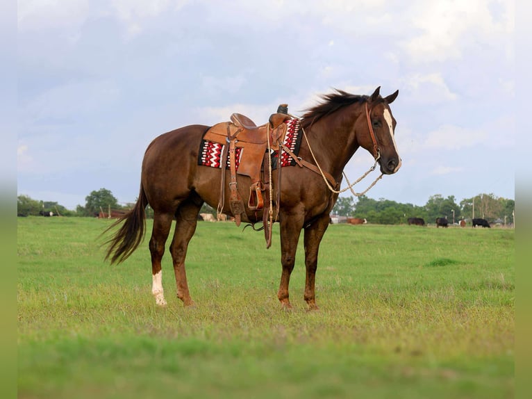 American Quarter Horse Wałach 10 lat 157 cm Ciemnokasztanowata in Mount Vernon, TX
