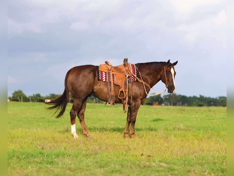 American Quarter Horse Wałach 10 lat 157 cm Ciemnokasztanowata in Mount Vernon, TX
