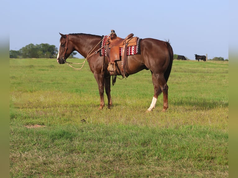 American Quarter Horse Wałach 10 lat 157 cm Ciemnokasztanowata in Mount Vernon, TX