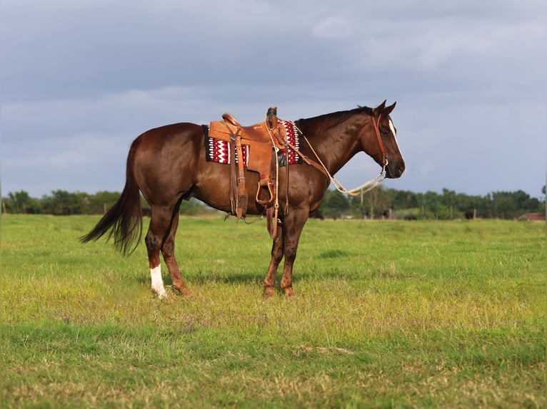 American Quarter Horse Wałach 10 lat 157 cm Ciemnokasztanowata in Mount Vernon, TX