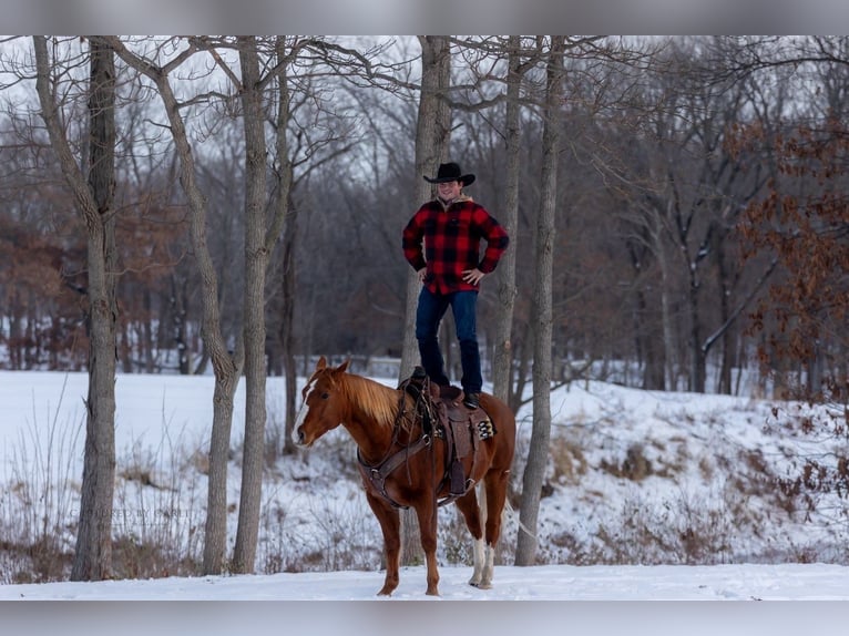 American Quarter Horse Wałach 10 lat 157 cm Cisawa in La Grange