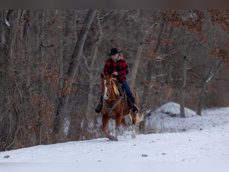 American Quarter Horse Wałach 10 lat 157 cm Cisawa in La Grange