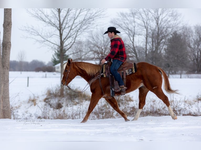 American Quarter Horse Wałach 10 lat 157 cm Cisawa in La Grange