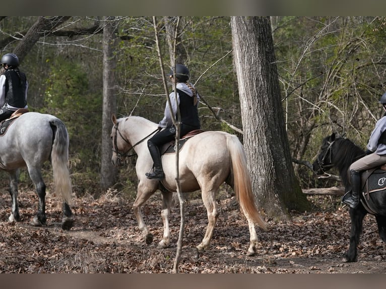 American Quarter Horse Wałach 10 lat 157 cm Izabelowata in Clover