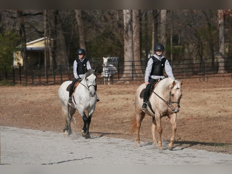 American Quarter Horse Wałach 10 lat 157 cm Izabelowata in Clover