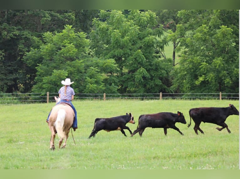 American Quarter Horse Wałach 10 lat 157 cm Izabelowata in Clover