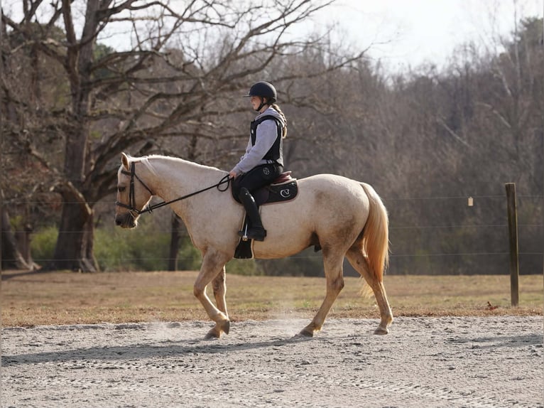 American Quarter Horse Wałach 10 lat 157 cm Izabelowata in Clover