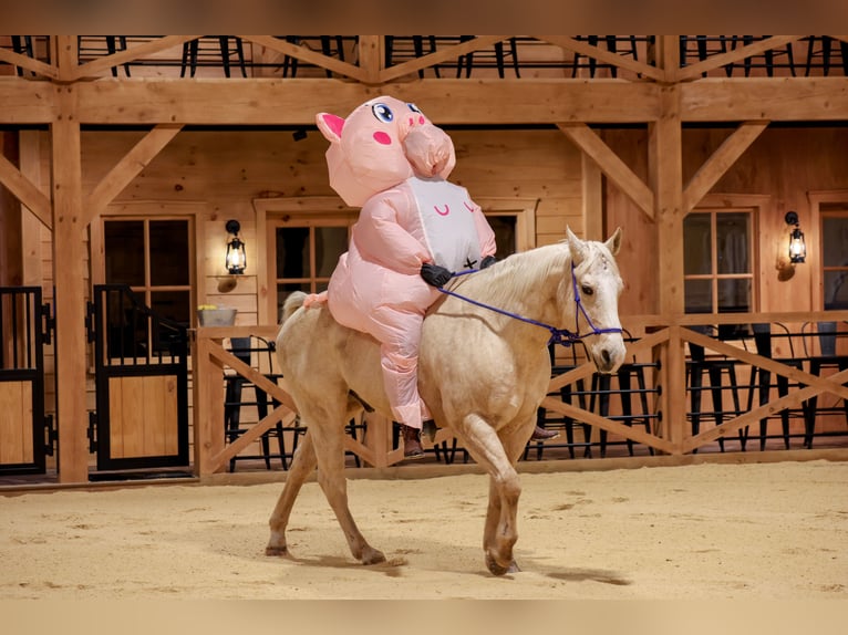 American Quarter Horse Wałach 10 lat 157 cm Izabelowata in Needmore