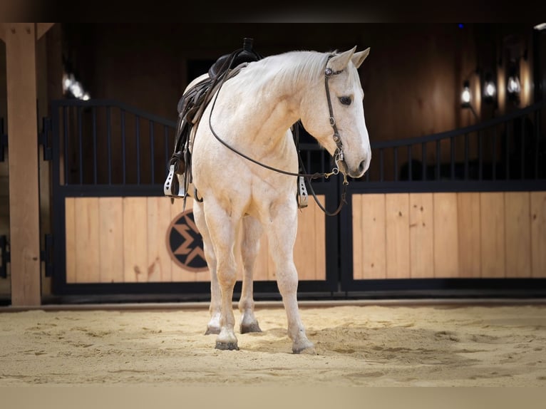 American Quarter Horse Wałach 10 lat 157 cm Izabelowata in Needmore